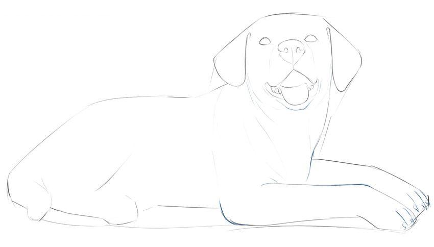 如何一步一步画一只躺着的狗