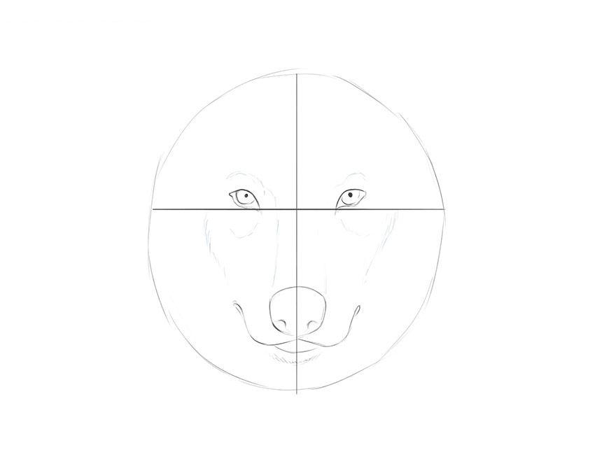 如何画狼脸逼真