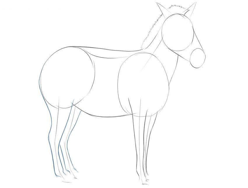 画斑马的简单步骤